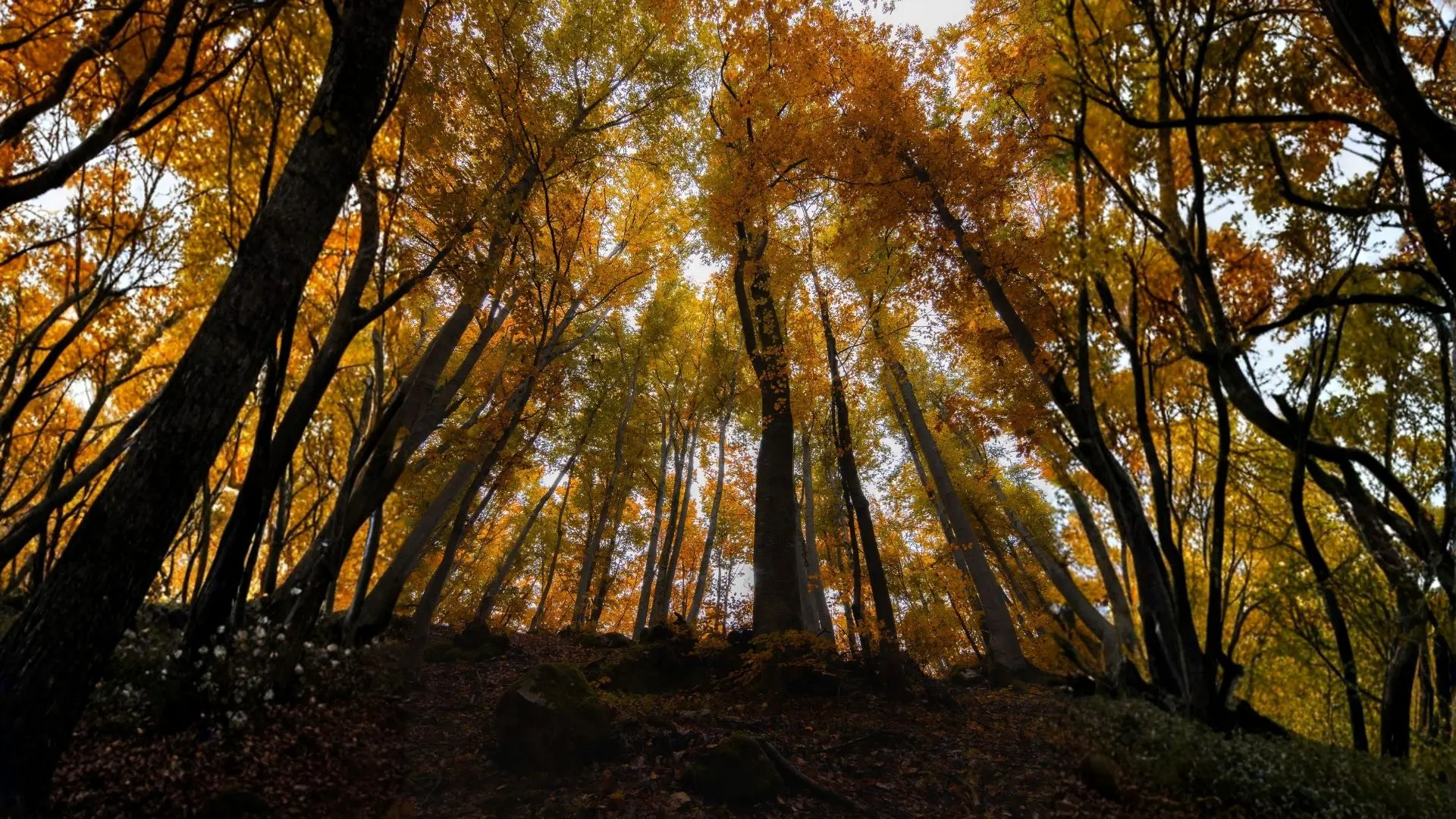 autunno il bosso abruzzo foliage