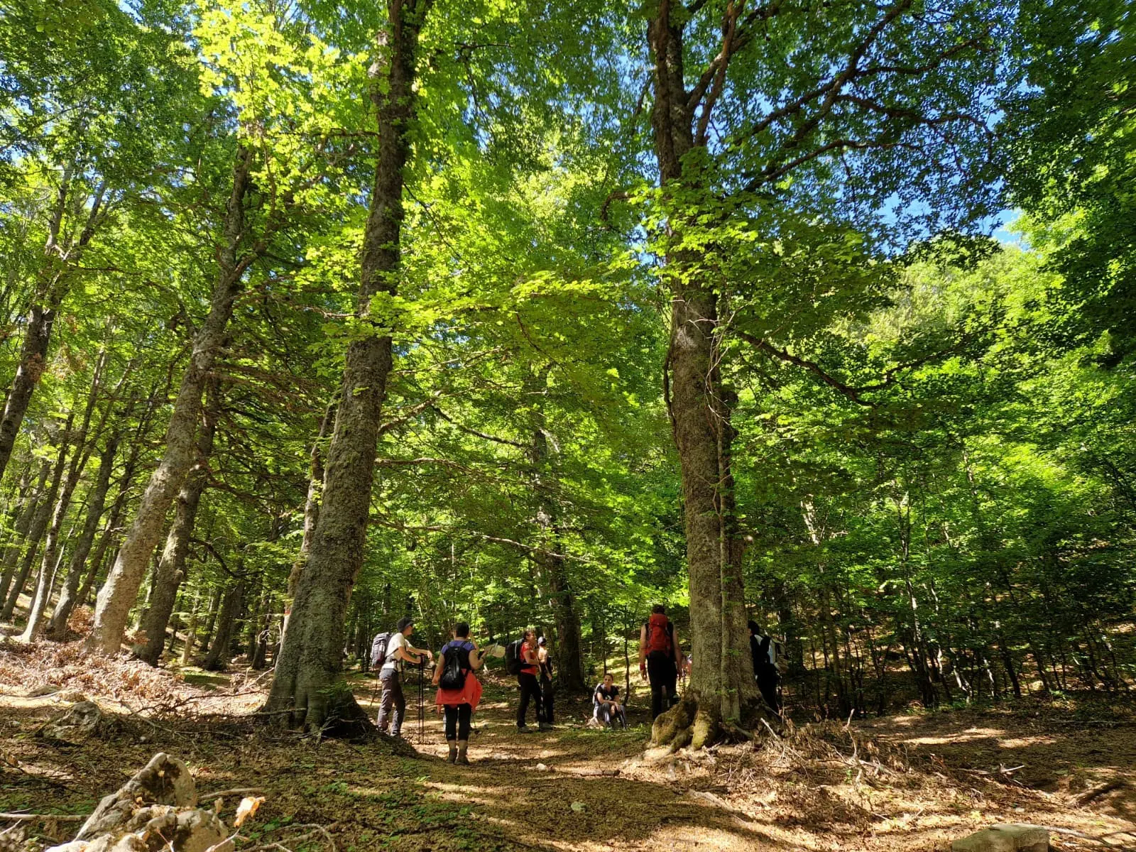 trekking il bosso_bosco