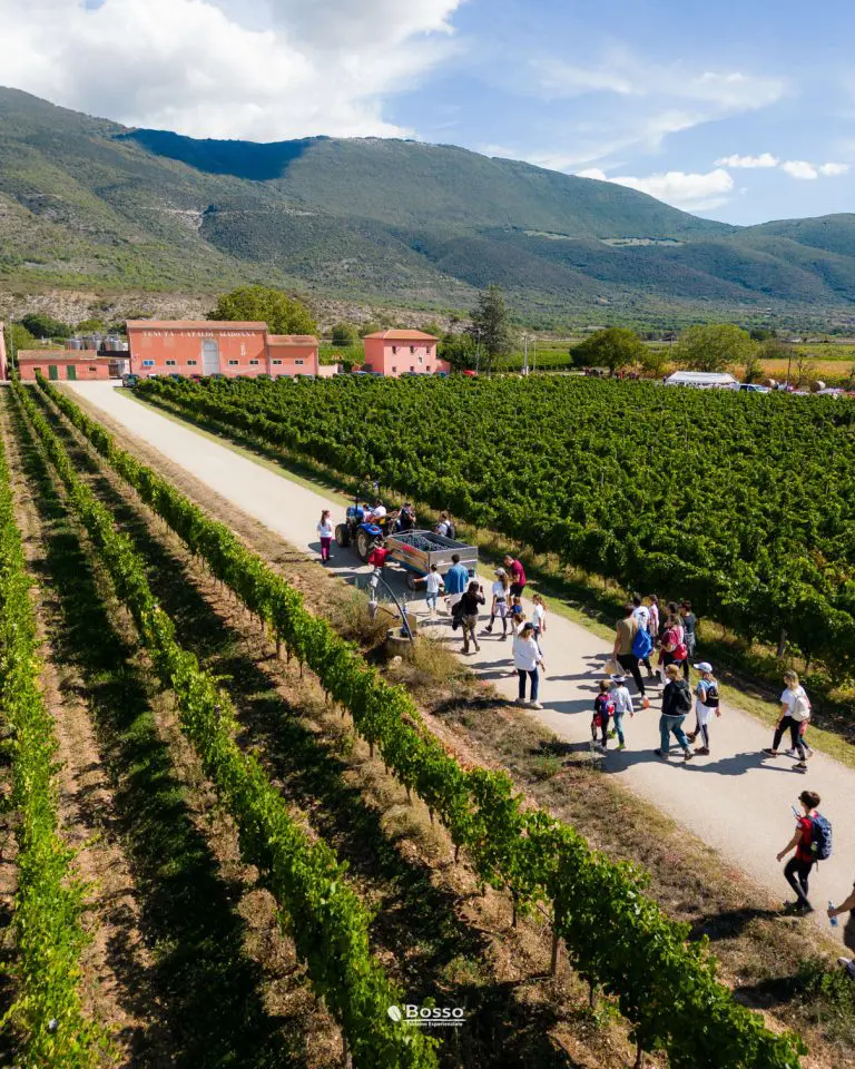 Vendemmia_2024-165