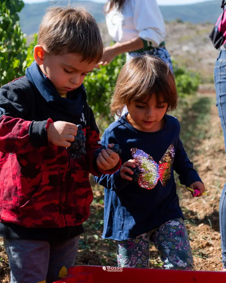 Vendemmia_2024-72
