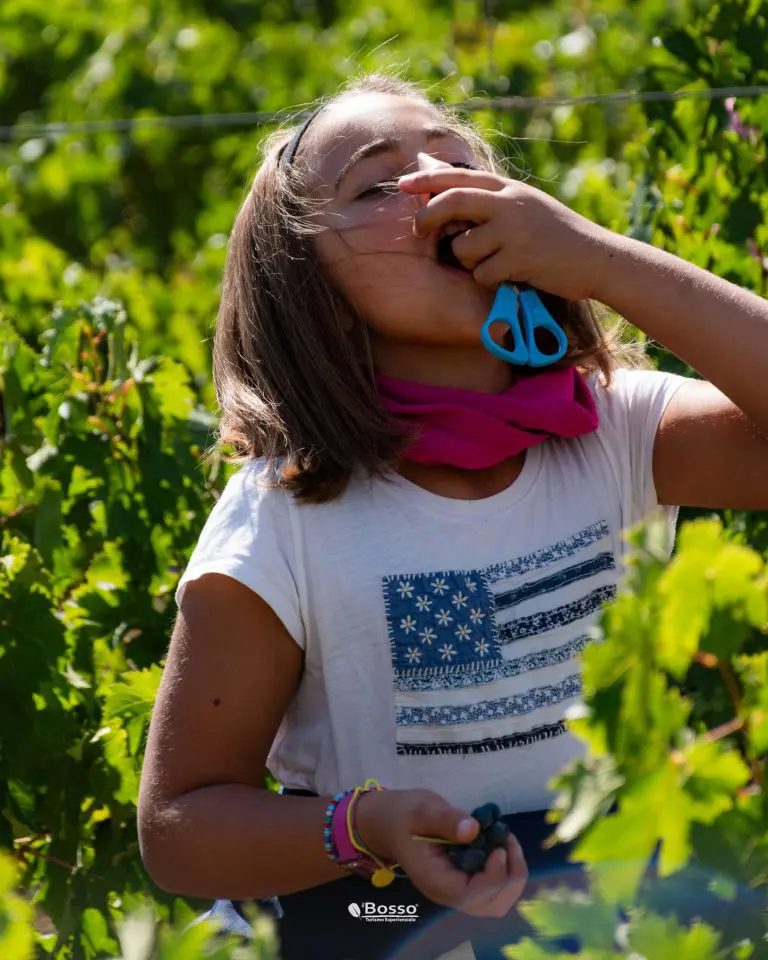 Vendemmia_2024-76