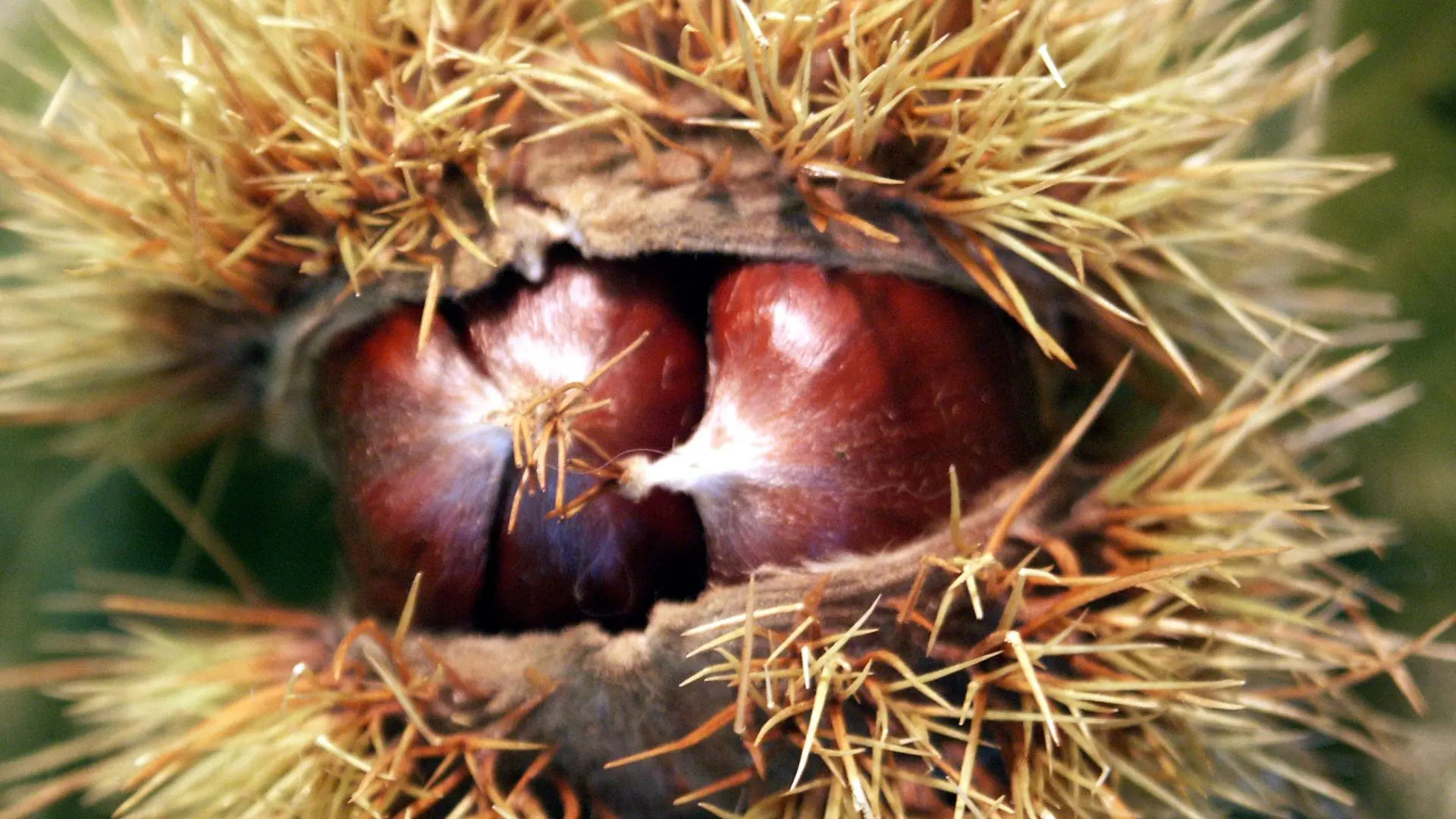 castagne