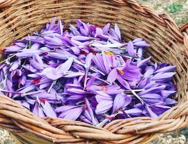 Fiori zafferano raccolta navelli