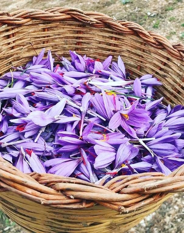 Fiori zafferano raccolta navelli
