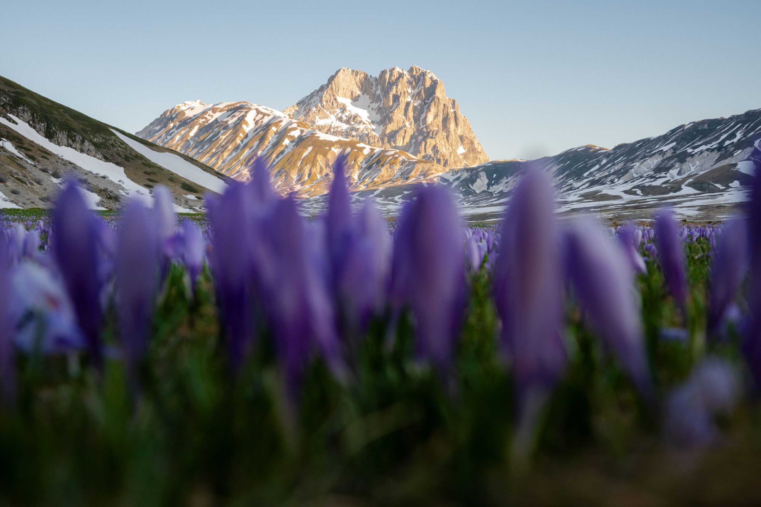 FiorituraCrochi_CampoImperatore_1 - Copia