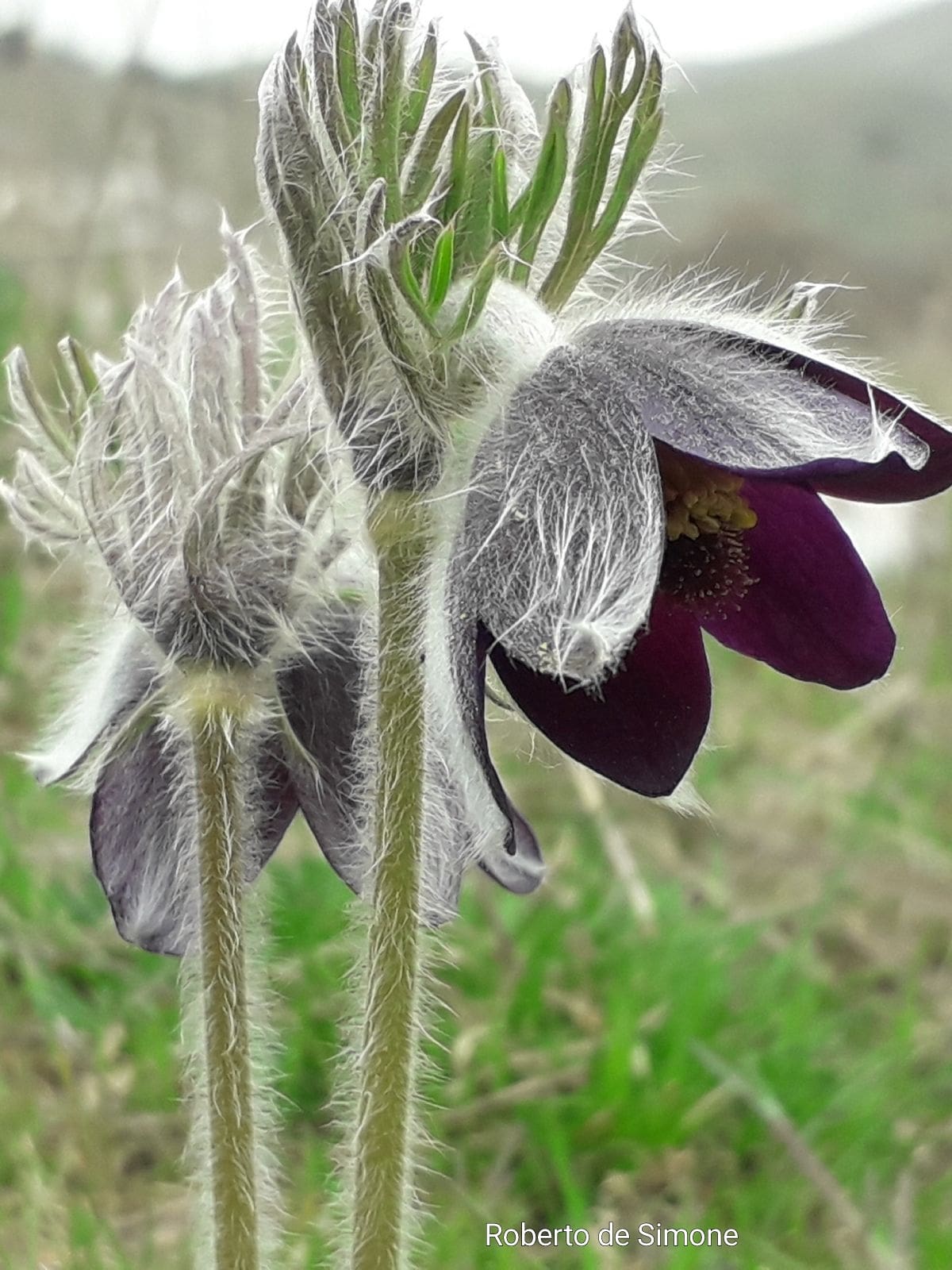 Pulsatille_Roberto De Simone (3)