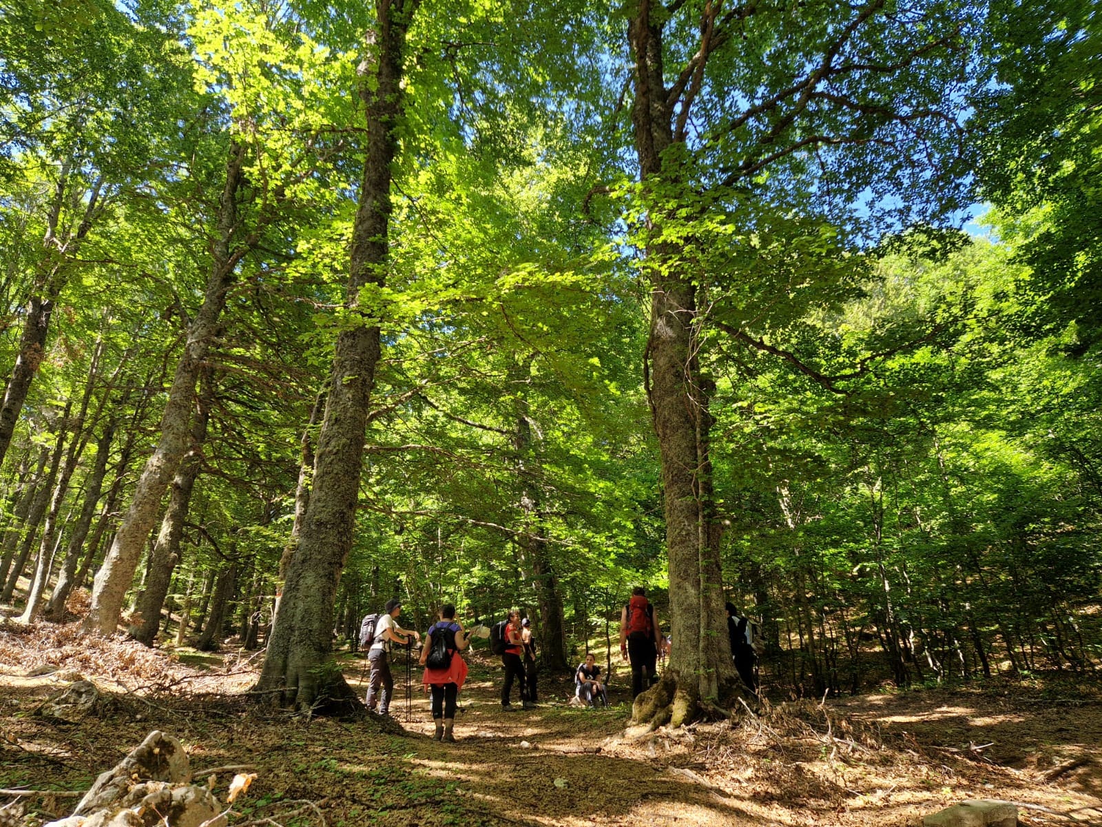 trekking il bosso_bosco