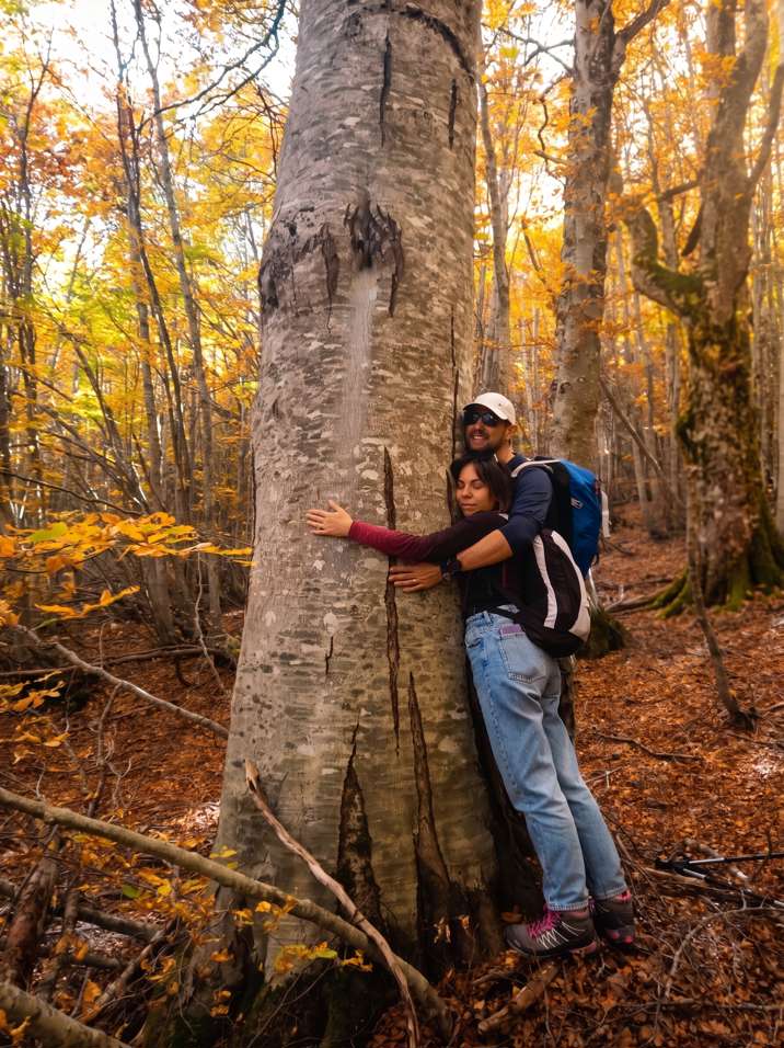 bosco autunno il bosso maiella abruzzo