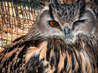CVL_Animali-4