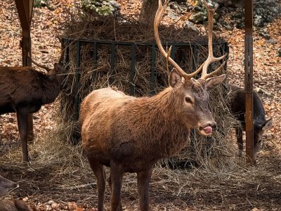 CVL_Animali_