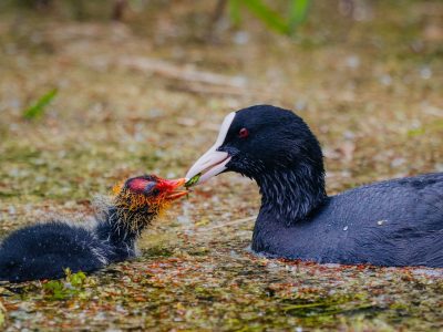 Canoa_FiumeTirino_ILBOSSO__9lug25