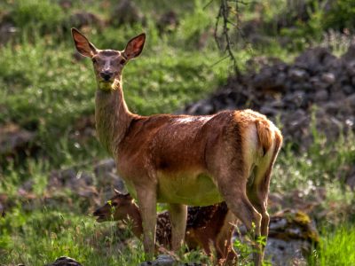 Ed.Ambient_Villalago-12