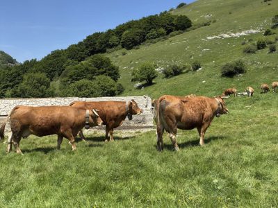 Monte Cappucciata Il Bosso