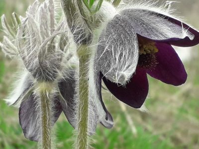 Pulsatille_Roberto De Simone (3)