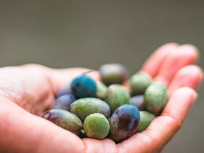 RaccoltaOlive_Ott24-35