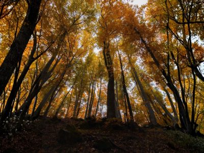 autunno il bosso abruzzo foliage