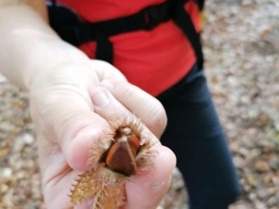 bosco castagne il bosso autunno