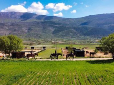 cavallo-auriga-2-394x303