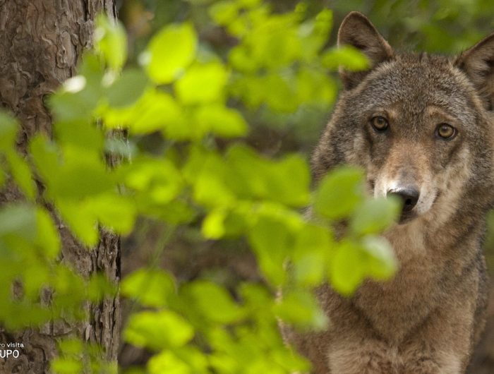 centro-visita-lupo