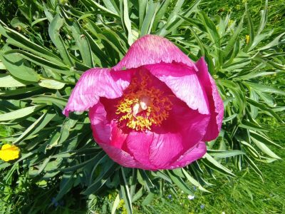 monte cappucciata - peonia